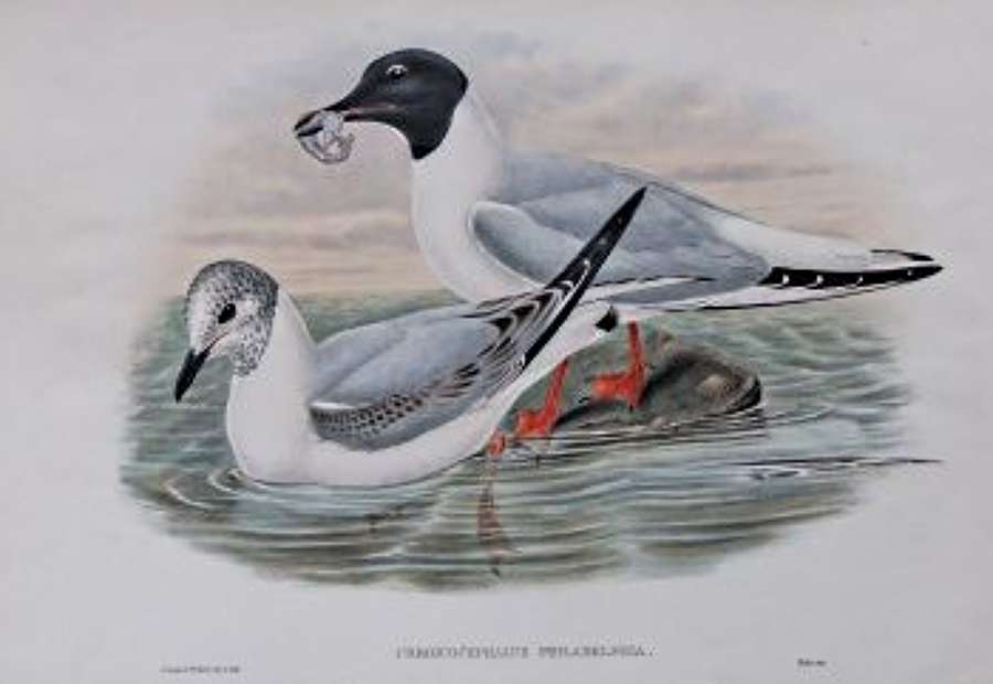 John Gould - BONAPARTS GULL