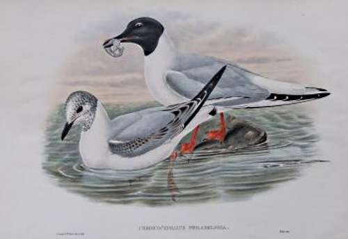 John Gould - BONAPARTS GULL