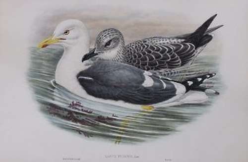 John Gould - LESSER BLACK HEADED GULL