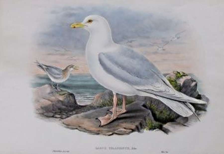 John Gould - ICELAND GULL