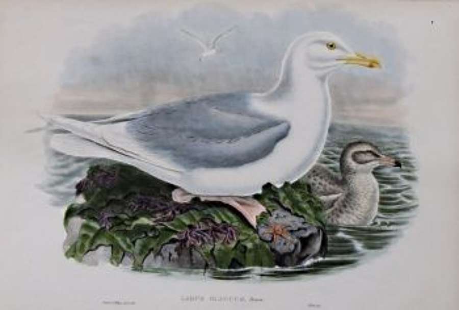 John Gould - GLAUCUS GULL