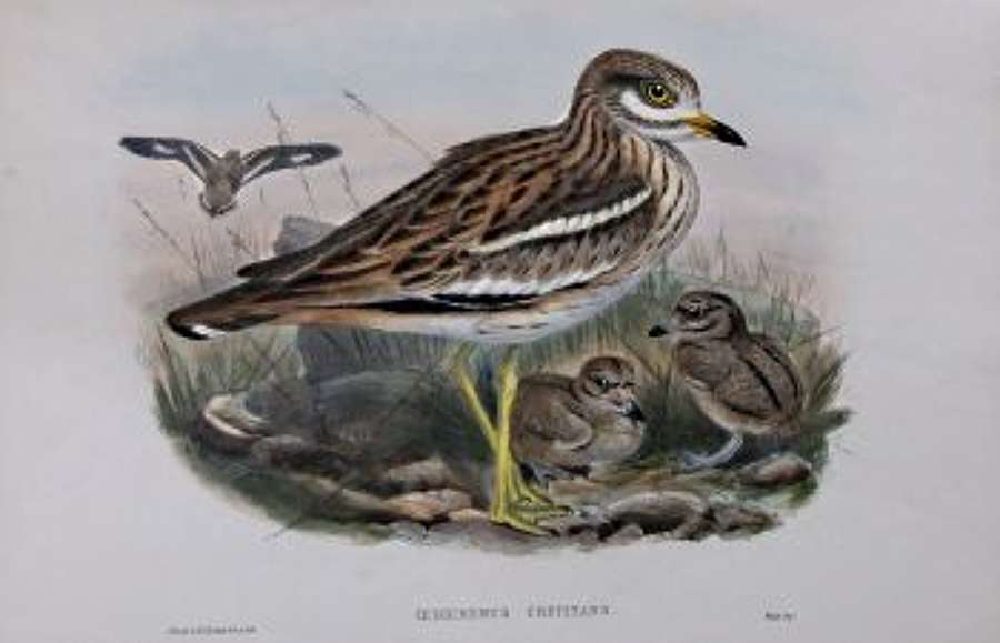 John Gould - THICK-KNEED BUSTARD