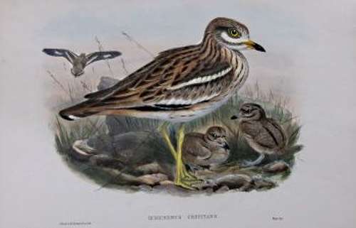 John Gould - THICK-KNEED BUSTARD