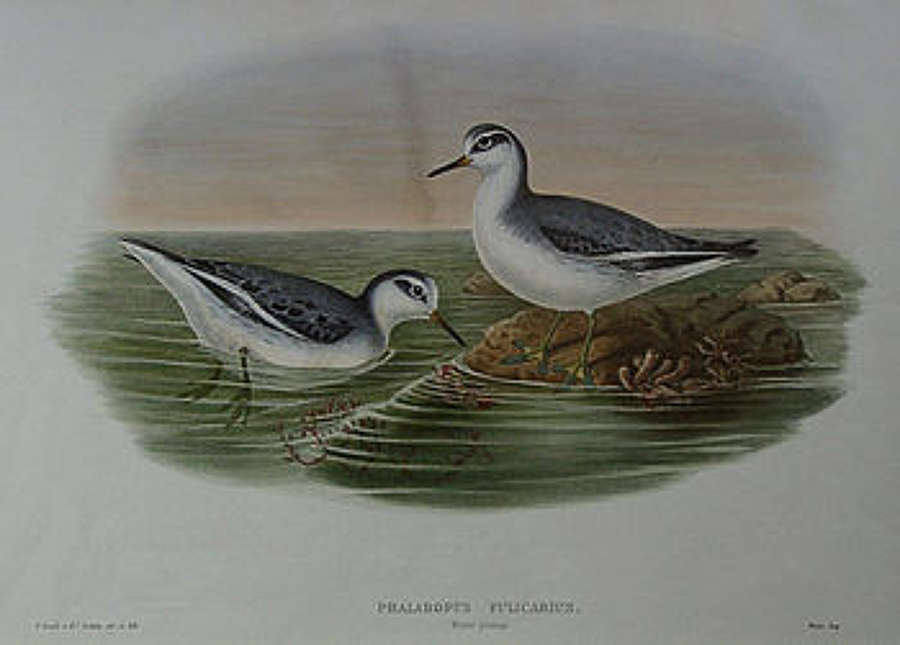 John Gould - GREY PHALAROPE
