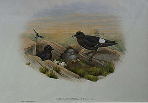 John Gould - STORM PETREL