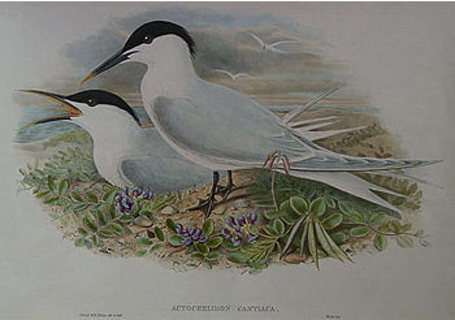 John Gould - SANDWICH TERN