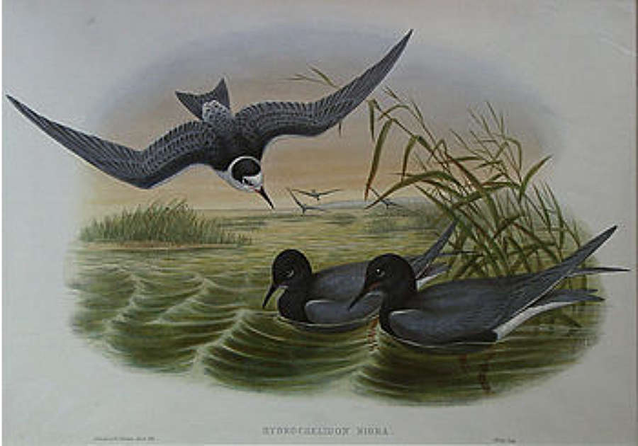 John Gould - BLACK TERN