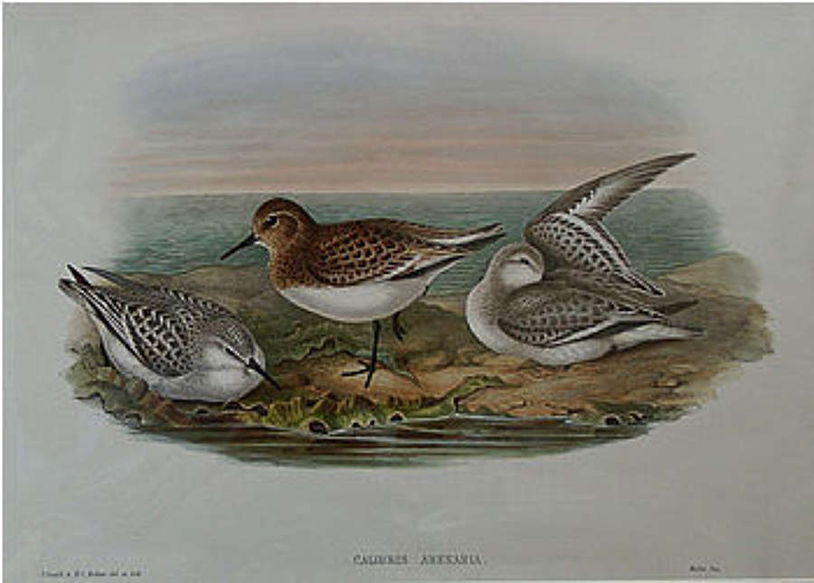John Gould - SANDERLING