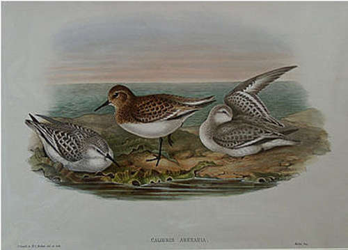 John Gould - SANDERLING