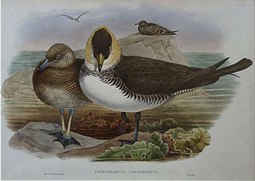 John Gould - POMATORSHIRE SKUA