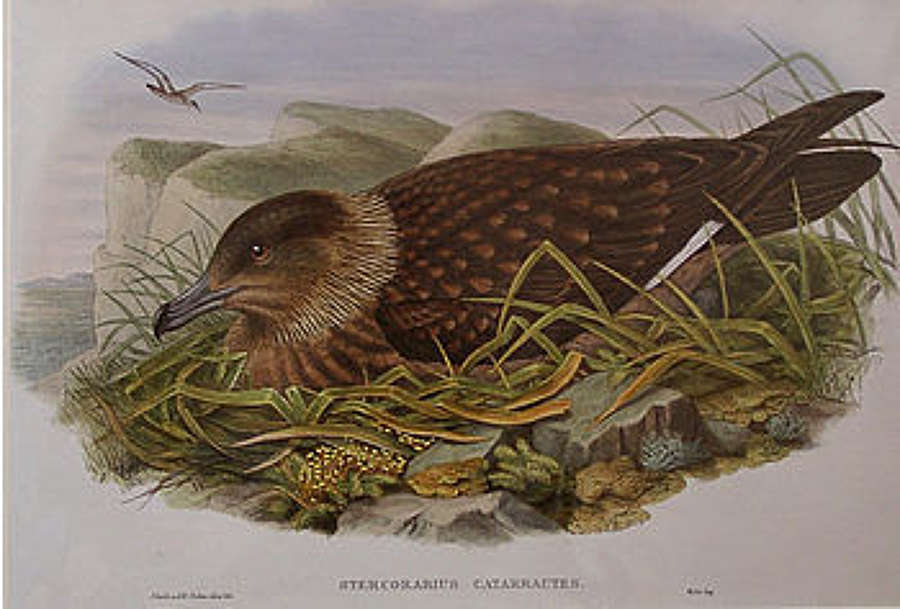 John Gould - GREAT SKUA