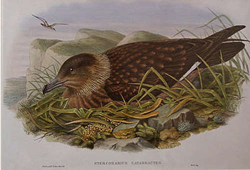 John Gould - GREAT SKUA