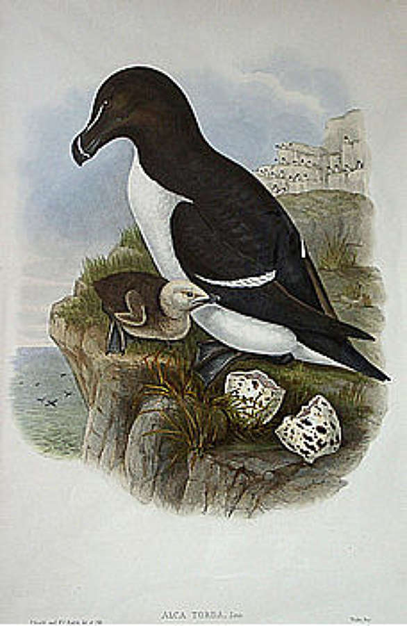 John Gould - RAZORBILL