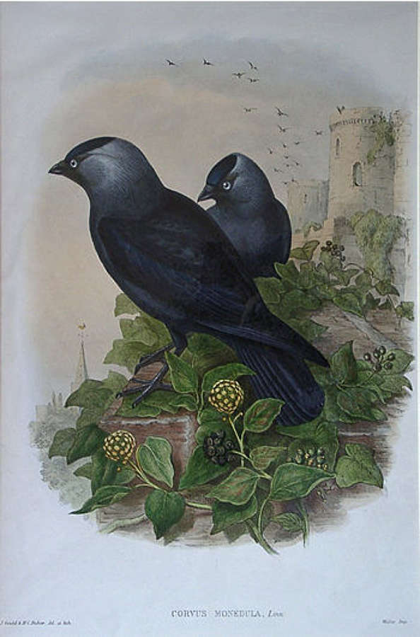 John Gould - JACKDAW