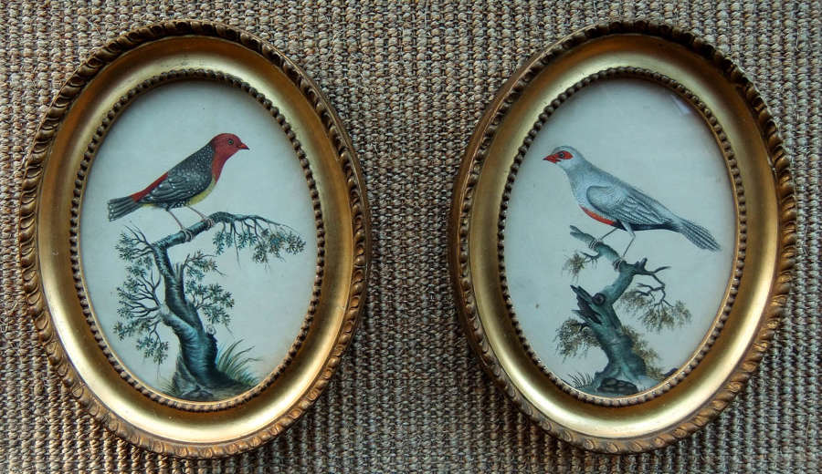 English School - Bird studies, ovals, c1830