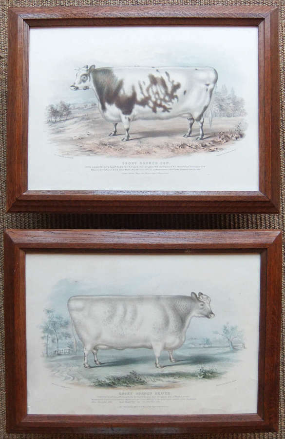 H.Strafford "Short Horned Cow" and "Short Horned Heifer" lithographs