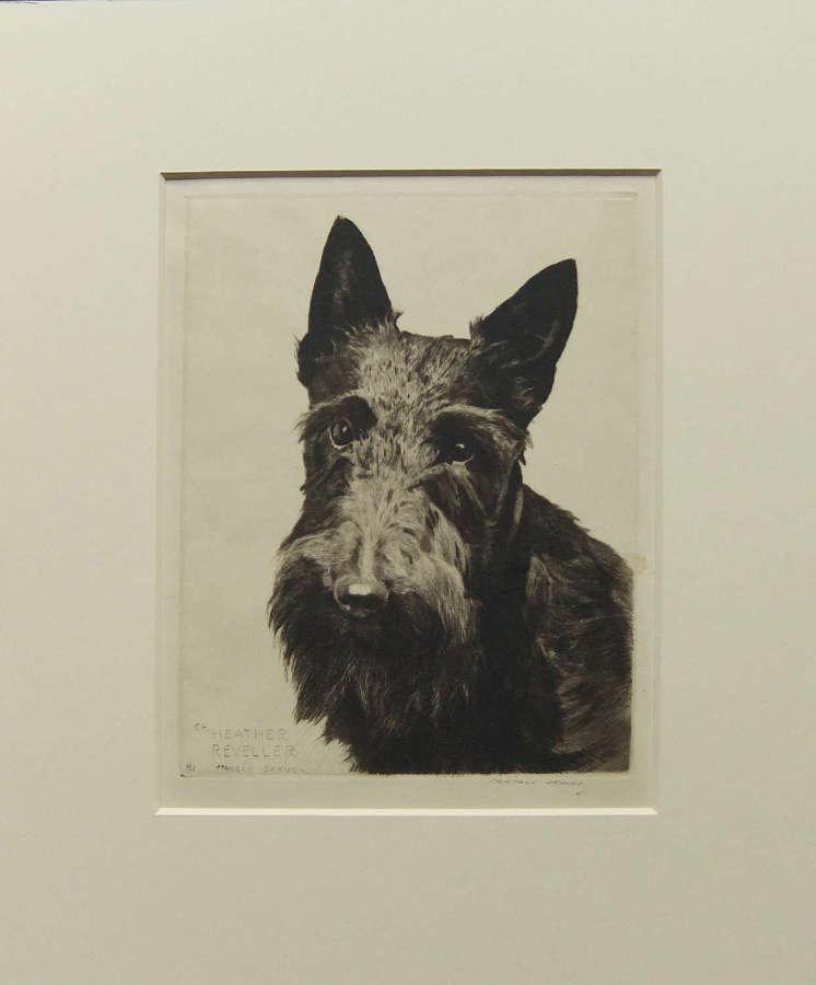 Morgan Dennis "Heather Reveller" etching, Scottish Terrier