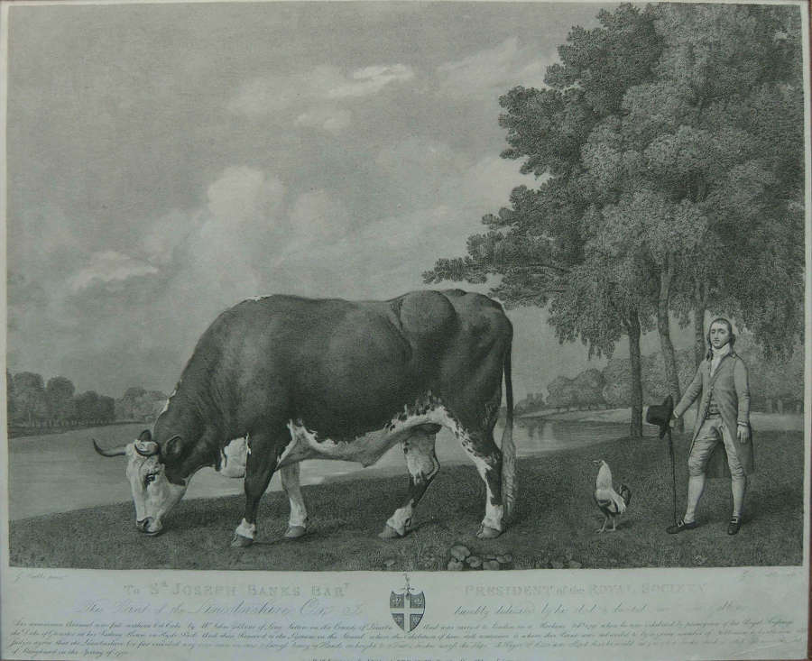 George Stubbs "The Lincolnshire Ox" engraving 1791