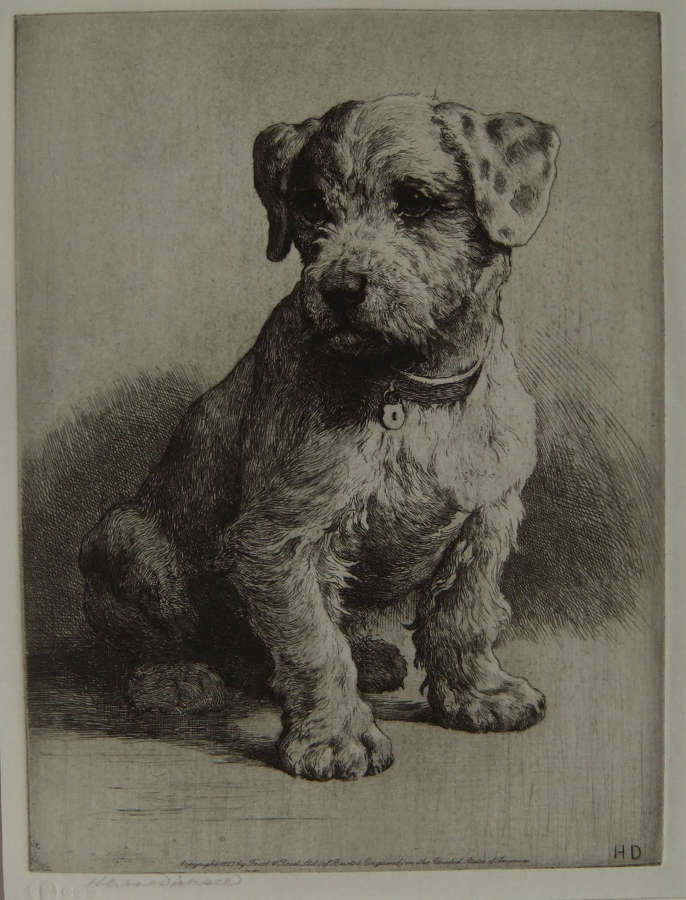 Herbert Dicksee "A Sealyham Pup" original etching